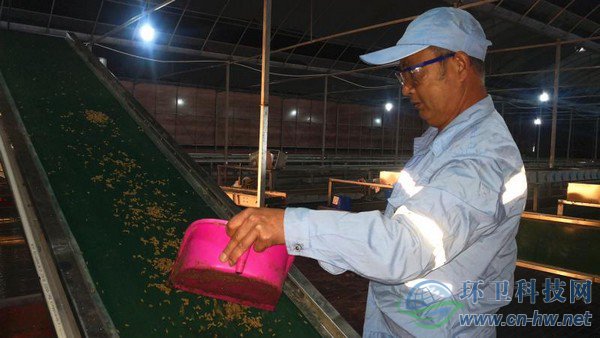 經(jīng)過篩選、蒸煮、烘干、粉碎后的蟲干、蟲粉，市場價值比蚯蚓活體高出許多 