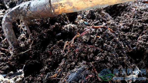 腐殖質(zhì)內(nèi)可以看到一些干垃圾，等蚯蚓吃掉所有腐殖質(zhì)，干垃圾便一覽無余